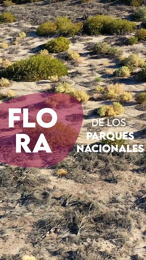 1.6K views · 96 reactions |  Jarilla hembra (Larrea divaricata) 鹿...