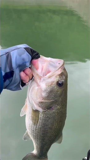 神流湖の秋🍂バスを釣る🎣#神流湖#バス釣り#バスフィッシング