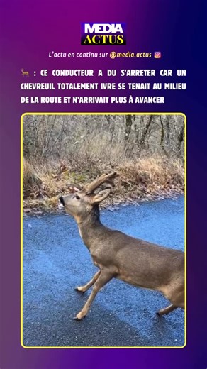 media.actus / Anthony FERRY on Instagram: "🦌UN CHEVREUIL TOTALEMENT IVRE SUR LA ROUTE 🦌 Ce comportement, bien que drôle, est un phénomène connu appelé « l’ivresse du chevreuil ». Au printemps, l’ingestion excessive de bourgeons riches en sucres peut provoquer une fermentation alcoolique dans leur estomac, les rendant littéralement ivres ! 🌟 Abonne-toi pour ne manquer aucune actu : @media.actus Crédits: @enzo_bonneau_"