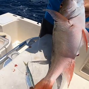 This Spot was on fire... We were bottom fishing out of Jupiter, FL for mutton and mangrove snapper. We were catching one after another, but then my buddy CJ brought in an absoulte giant mutton snapper. Using 50lb TUF-LINE fluorocarbon and 6/0 Mustad Fishing 9174NP-BN hooks. | Landshark Outdoors