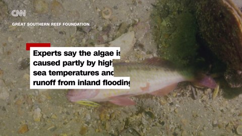 Concerns grow over Australia’s toxic algae bloom