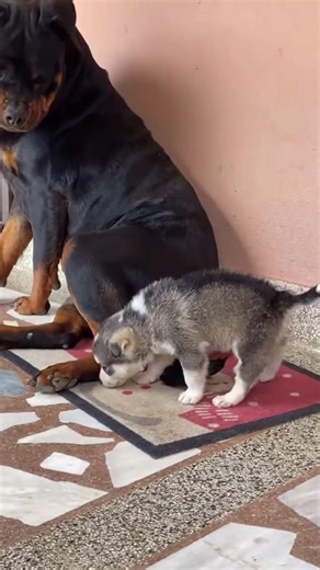 Funny Rottweiler Moments That Will Make You Laugh