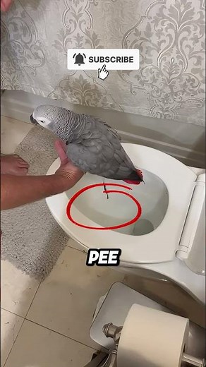 Birds don't pee 🦜