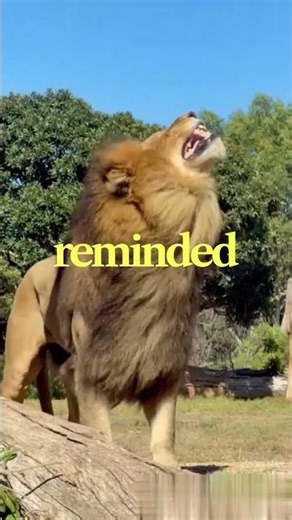 Forest Echo| Lion King vs Hyenas
