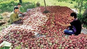 146K views · 3.3K reactions | Heavy flow of Iranian apples in Indian markets cast ‘shadow’ on Kashmir’s apple industry | Gulistan News Channel | Facebook