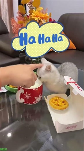 Crazy Cat acts confused - Funny Video 💣 Explosive Funny!