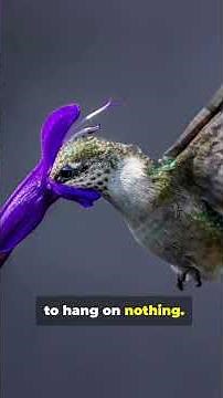 This ‘Giant’ Hummingbird Will Blow Your Mind.