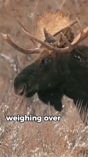 The Largest Deer on Earth 🦌