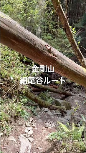 金剛山細尾谷ルート