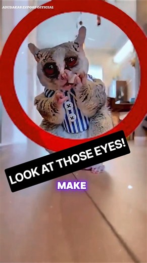 Why Bush Babies Are So Cute, Fast, and Mischievous
