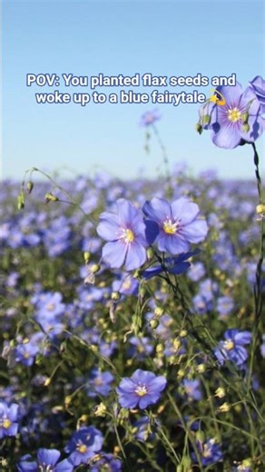 Stop scrolling 🚨This is what flax flowers look like when patience wins 🌸