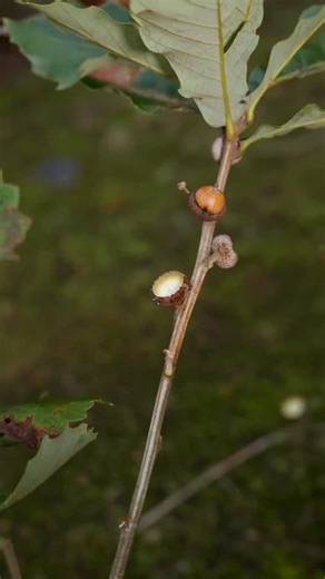 Rabias world 🌍 on Instagram: "Acorn tofu, a life-saving food in famine years, is a traditional delicacy handed down from people's utilization of large natural resources."