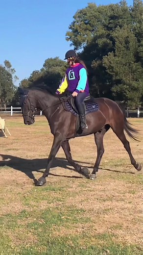 Karl Hoodie Collection for Equestrian Fans