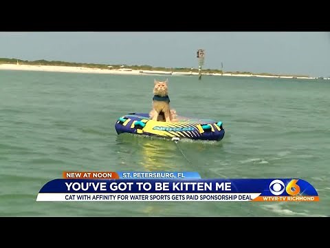 Meet Fisher the Florida kitty who really loves the water