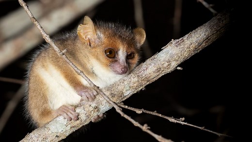 Meet Madame Berthe’s Mouse Lemur, The World’s Smallest Primate