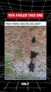 Count the number of cats #noblequiz #quiz #fun #QuizTime #fblifestyle | iPhone Giveaway