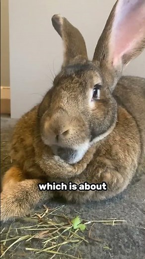 The Worlds Largest Rabbit Breed 🐇