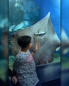 Los visitantes de un acuario en Japón pudieron presenciar un momento espectacular. Las mantarrayas son criaturas que parecen fuera de este mundo y nunca las habían visto hacer algo así. | Upsocl Verde