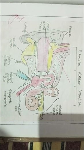 # Ear diagram # Human anatomy # Structure of ear