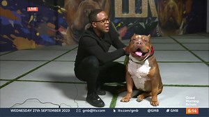 The owner of one of the largest XL Bully kennels in the US has told GMB they're receiving a growing number of calls from British owners worried about a planned ban in the UK. Prime Minister Rishi Sunak wants to ban the breed by the end of the year. | Good Morning Britain