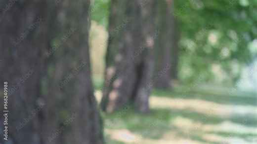 Sycamore trees in a row, natural background texture for growth, harmony, and sustainability