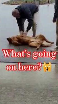 Что тут происходит🤡Просто день в моей жизни😺😹#funny #видосыоткота #shortsvideo