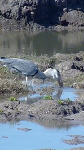 423K views · 3.4K reactions | Taking on Monday morning like… | explore.org | Facebook