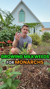 1.4K views · 84 reactions | One of our favorite pollinator flowers to...