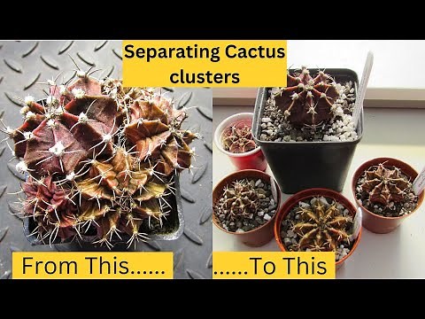 How to Separate a Cactus Cluster | Separating Cactus Clusters & Potting up | #cacti #cactus