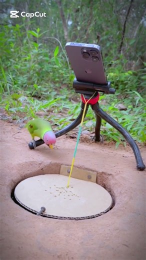 Birds trapping #animaltrap #birds #wildliferescue #birdtrap #animals #attractbirds #wildlife