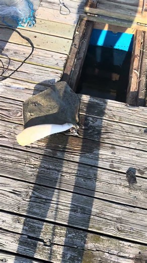 Caught a butterfly ray today all by myself