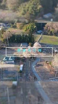 【4K空撮】 福島県 矢吹町 慈眼寺の桜 【ドローン】#桜 #空撮 #ドローン #春 #絶景 #shorts #youtubeshorts #癒し #日本の風景 #drone
