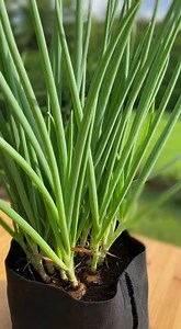 Ce que font certains jardiniers avec un seul oignon | Santé et Bon marché