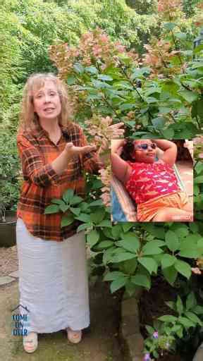 Plant these hydrangeas for Fall blooms