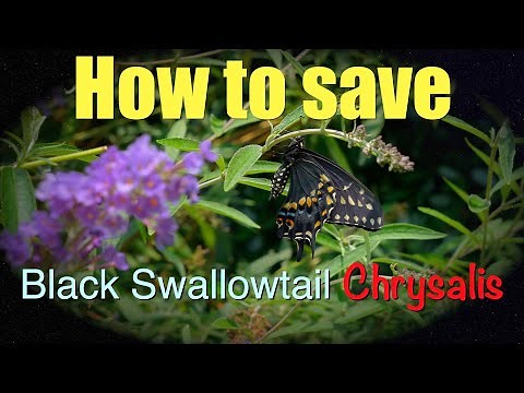How to save a Black Swallowtail; Chrysalis