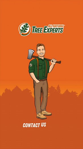 ⚠️ Dangerous trees on your property⚠️ Do you have a tree on your...