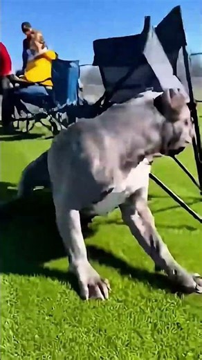 😱Chihuahua nap protection service 🥹#dog #cat #funnydogs #pets #funnycats #viralshort #shortsfeed