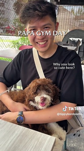 Excursion to Papa's Gym with Bordoodle Puppies