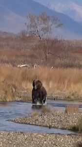 16K views · 609 reactions | Nature reveals God’s nature. #nature #wildlife #hunting #alaska #alaskaadventure #brownbear #bearhunting | Modern Day Mountain Man | Facebook