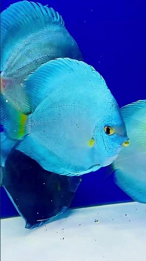 Blue Diamond Discus 💎