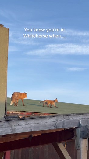Family of Foxes in Whitehorse: A Priceless Wildlife Encounter