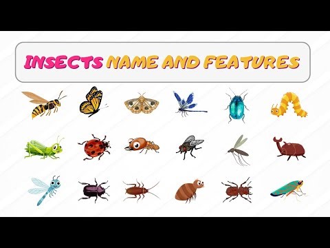 Learning Insect Names for Kids | Butterfly, Ant, Bee & More | Educational Cartoons