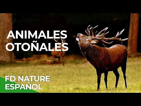 Otoño, Los Colores de la Naturaleza | Free Documentary Nature - Español