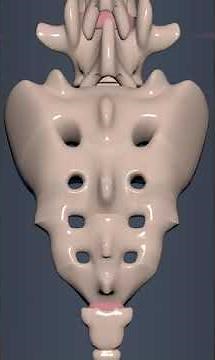 Sacrum and Coccyx