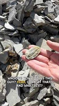 Bucket list DIG at U-Dig Fossils! #Fossils #OutdoorAdventure #Utah #Rockhounding