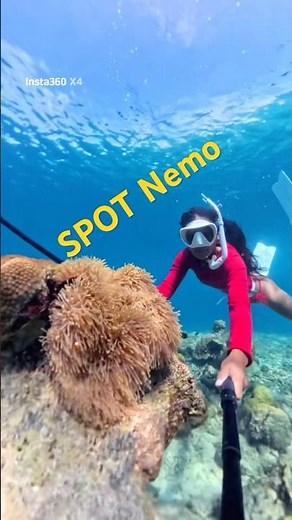 Find Nemo #ocean #fish #shorts #new #trending