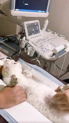 Ultrasound Preparation Tips for Cats
