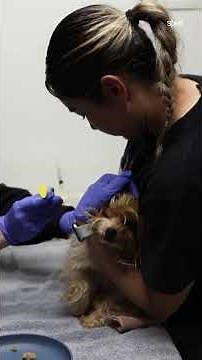 Mass intakes of yorkies and huskies at the San Diego Humane Society