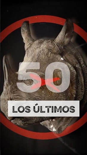 These are the last 50 Javan rhinos