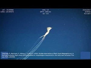 Bigfin Squid (Magnapinnidae) Scientific Footage | Great Australian Bight